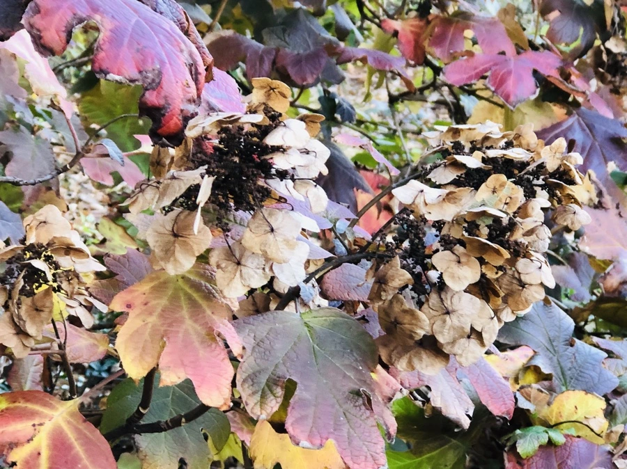 IMG_3556.jpg?type=w966