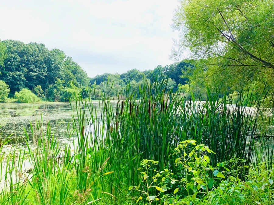 IMG_1212.jpg?type=w966