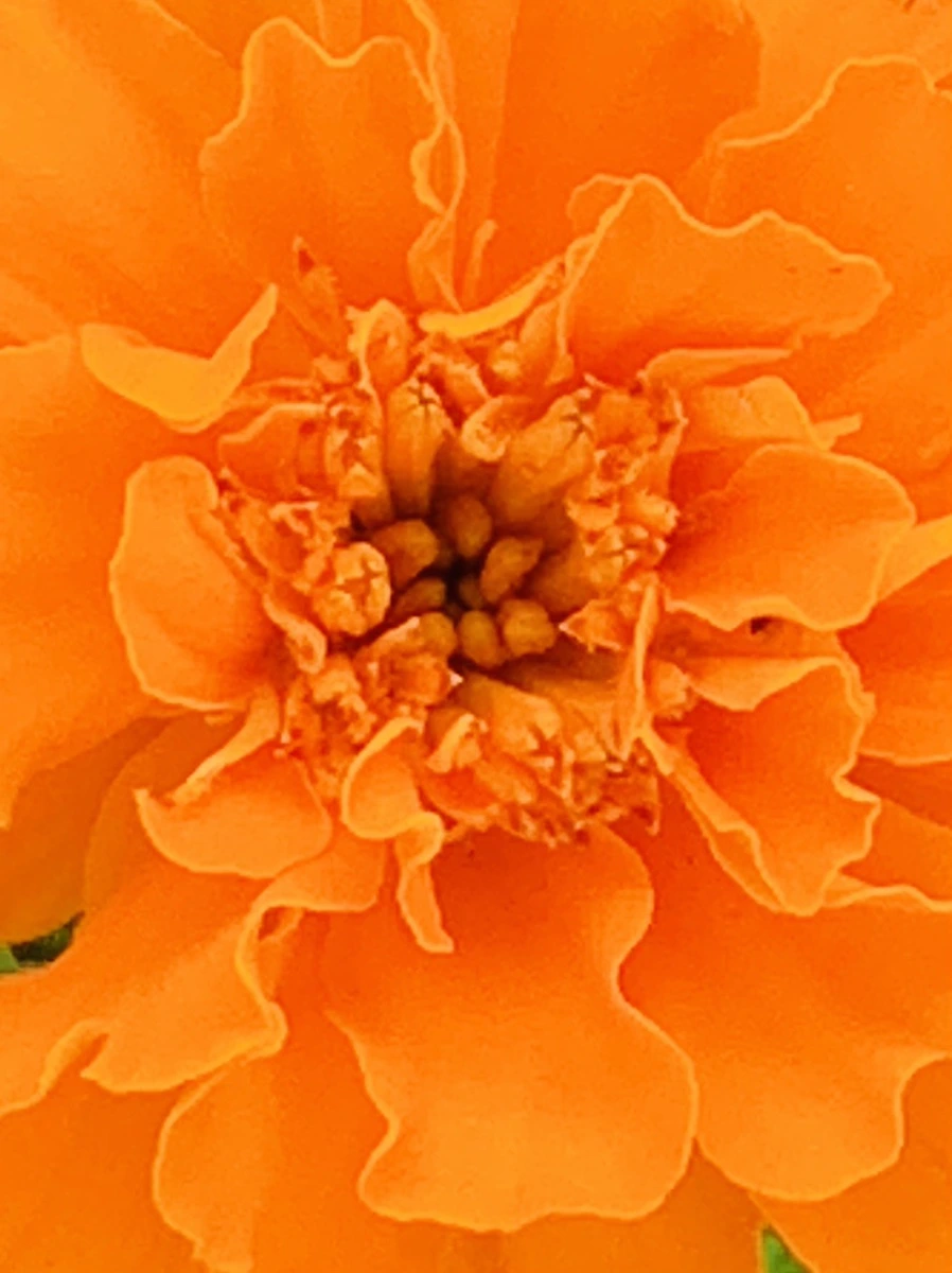 IMG_8353.jpg?type=w966