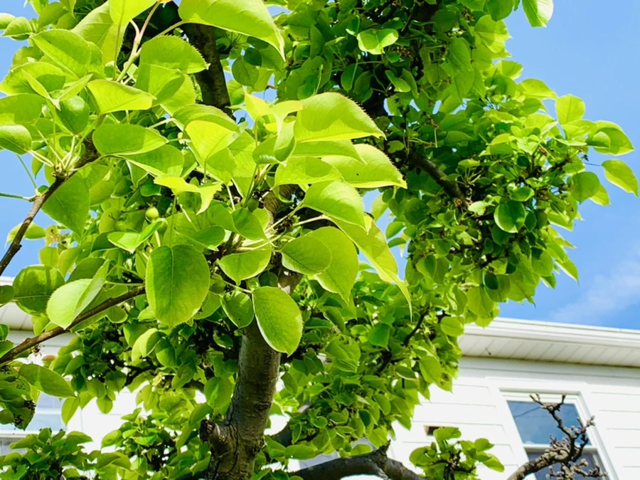 IMG_1117.jpg?type=w966