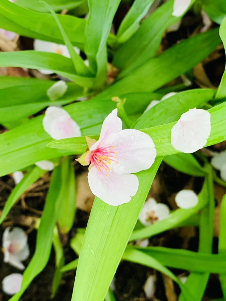 IMG_1341.jpg?type=w966