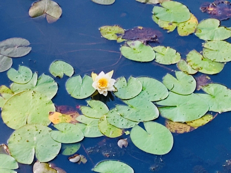 IMG_4310.jpg?type=w966