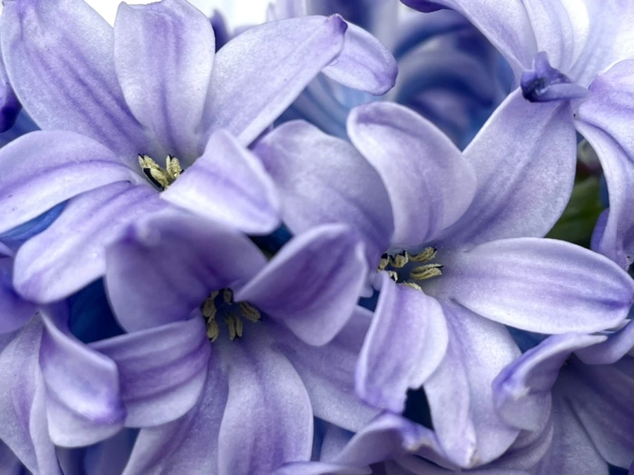 IMG_2437.jpg?type=w966