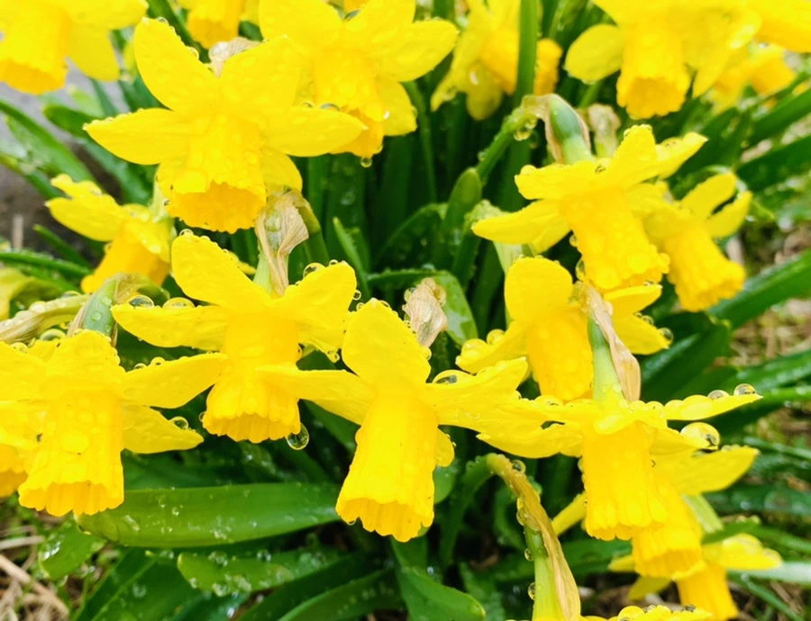 IMG_3704.jpg?type=w966