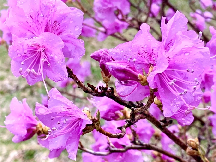 IMG_4887.jpg?type=w966