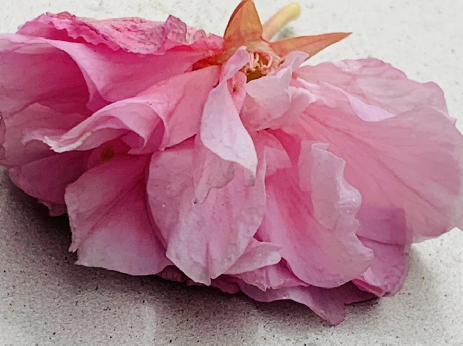 IMG_7196.jpg?type=w966