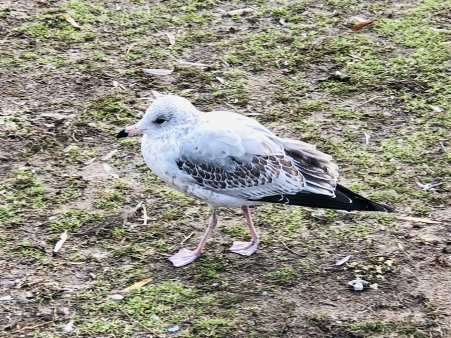 IMG_9909.jpg?type=w966