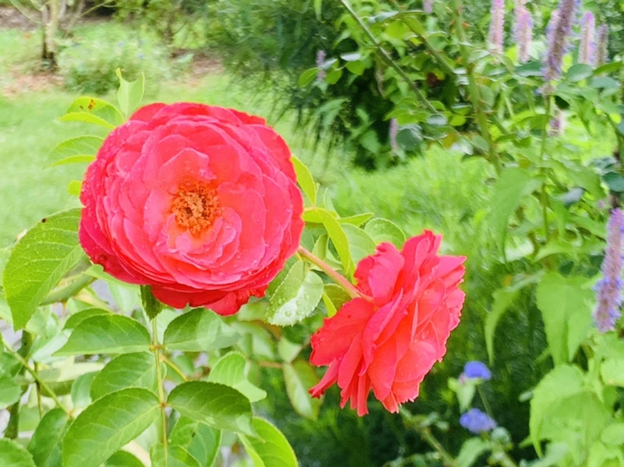 IMG_4947.jpg?type=w966