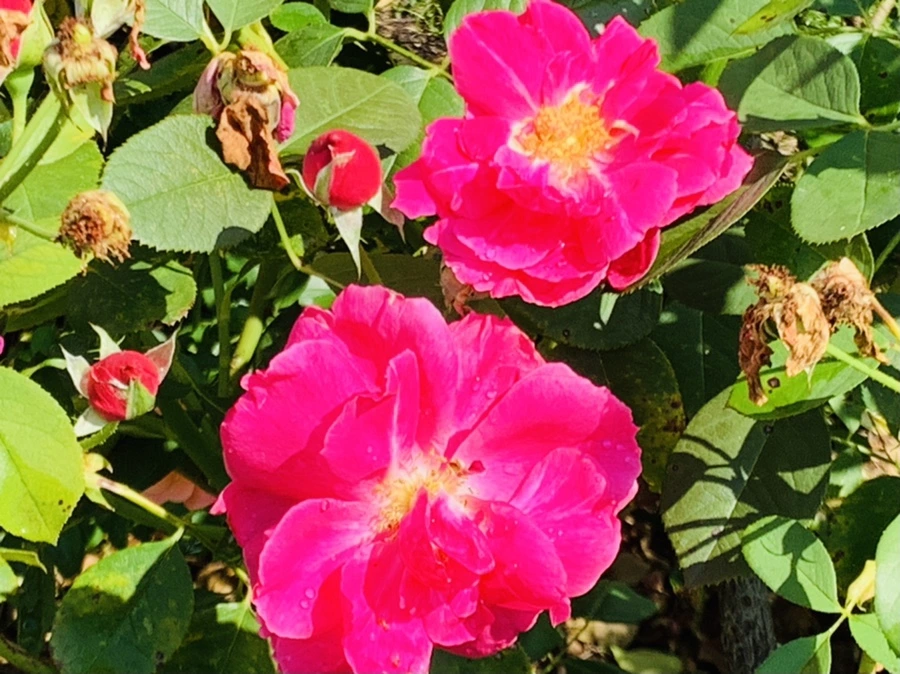 IMG_8448.jpg?type=w966