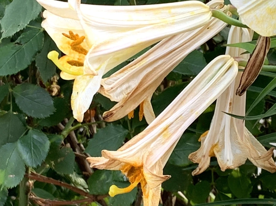 IMG_5965.jpg?type=w966