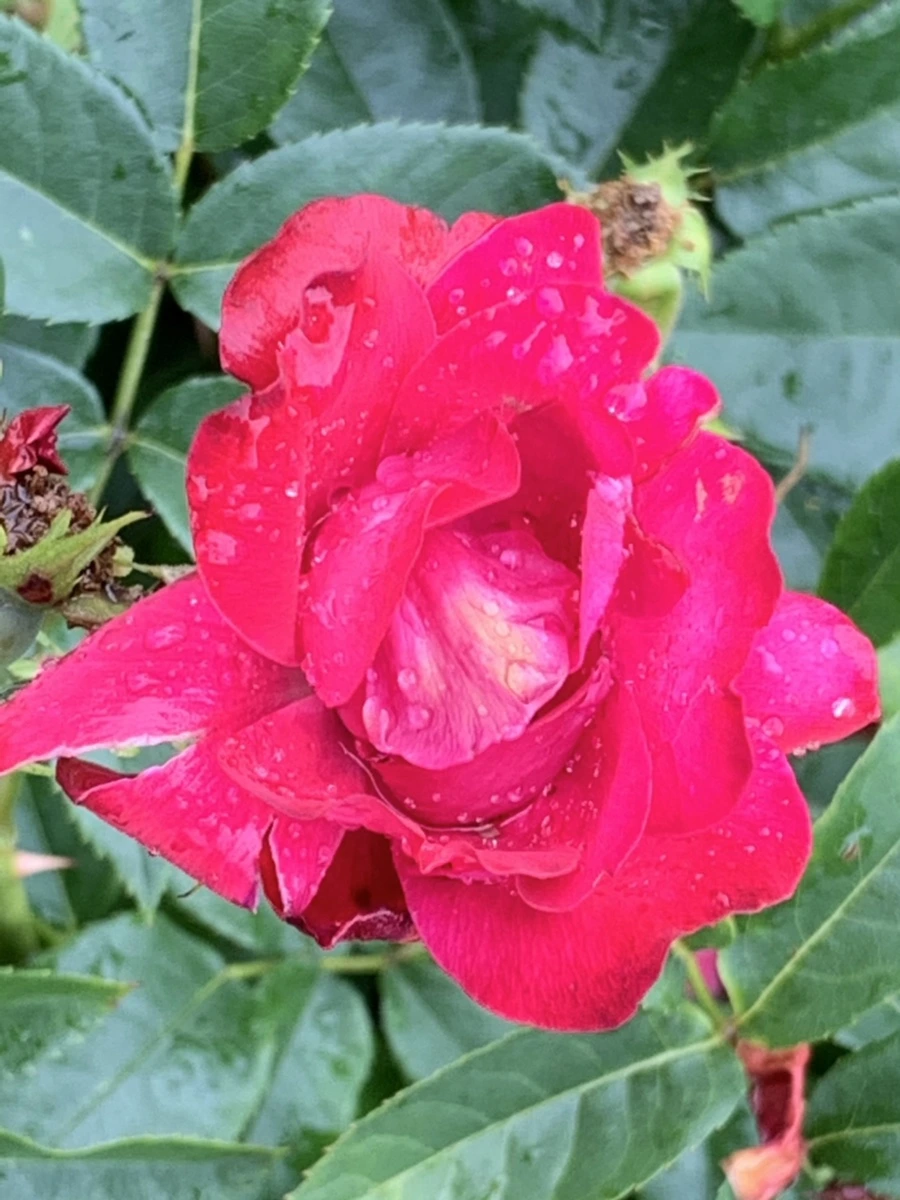 IMG_9573.jpg?type=w966