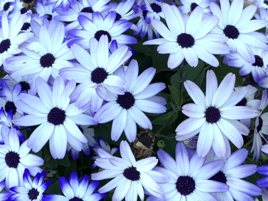 IMG_2176.jpg?type=w966