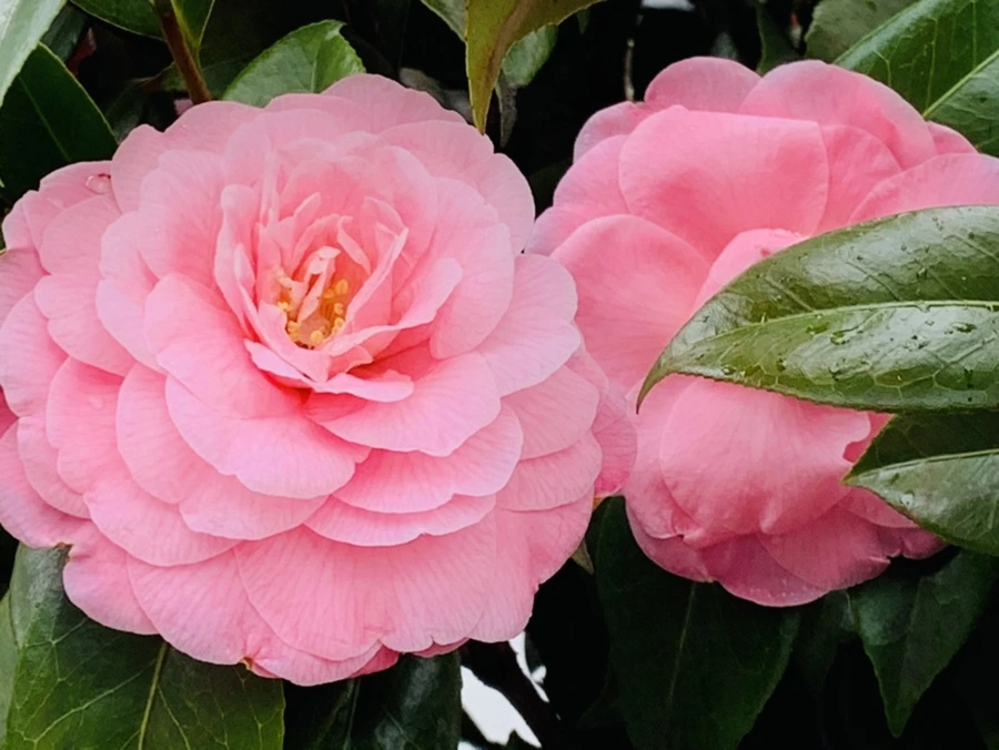 IMG_1397.jpg?type=w966