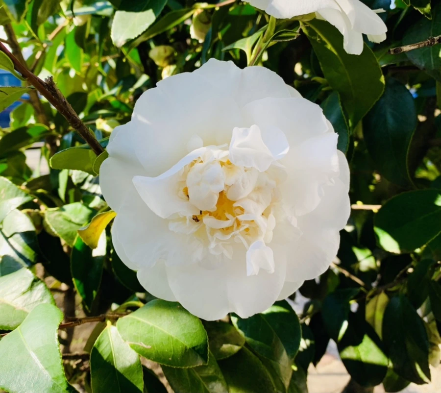 IMG_7528.jpg?type=w966