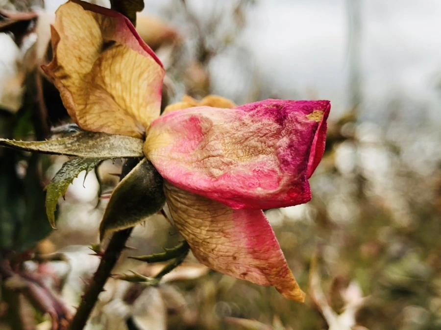 IMG_8801.jpg?type=w966