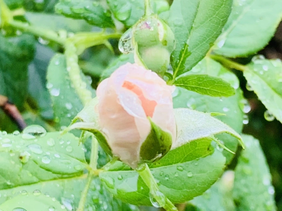 IMG_0220.jpg?type=w966