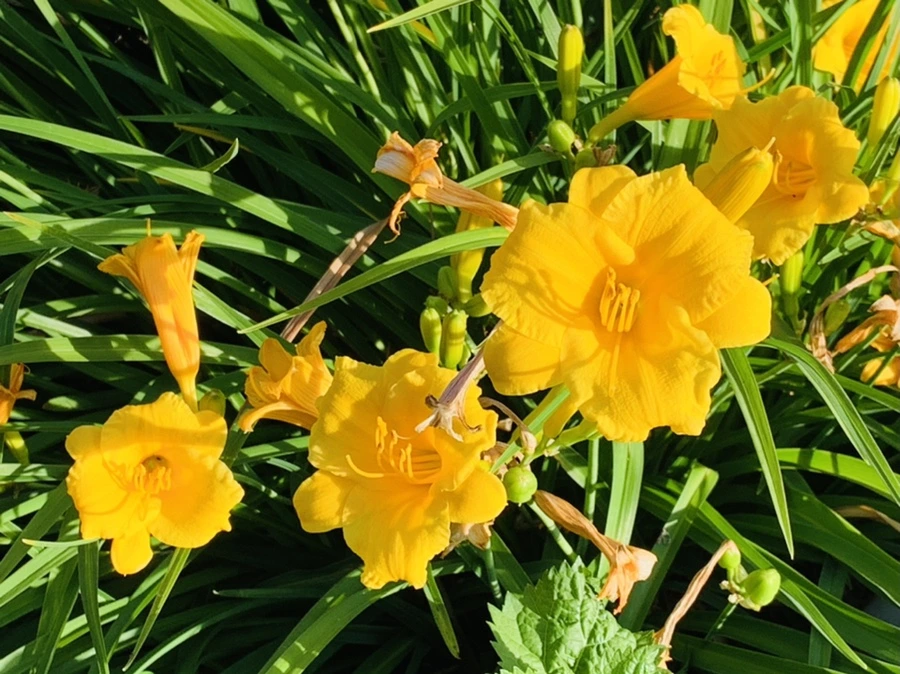 IMG_5286.jpg?type=w966