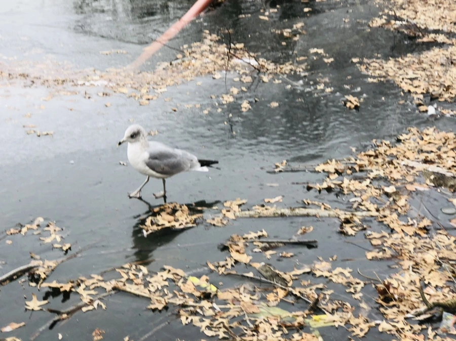 IMG_8697.jpg?type=w966