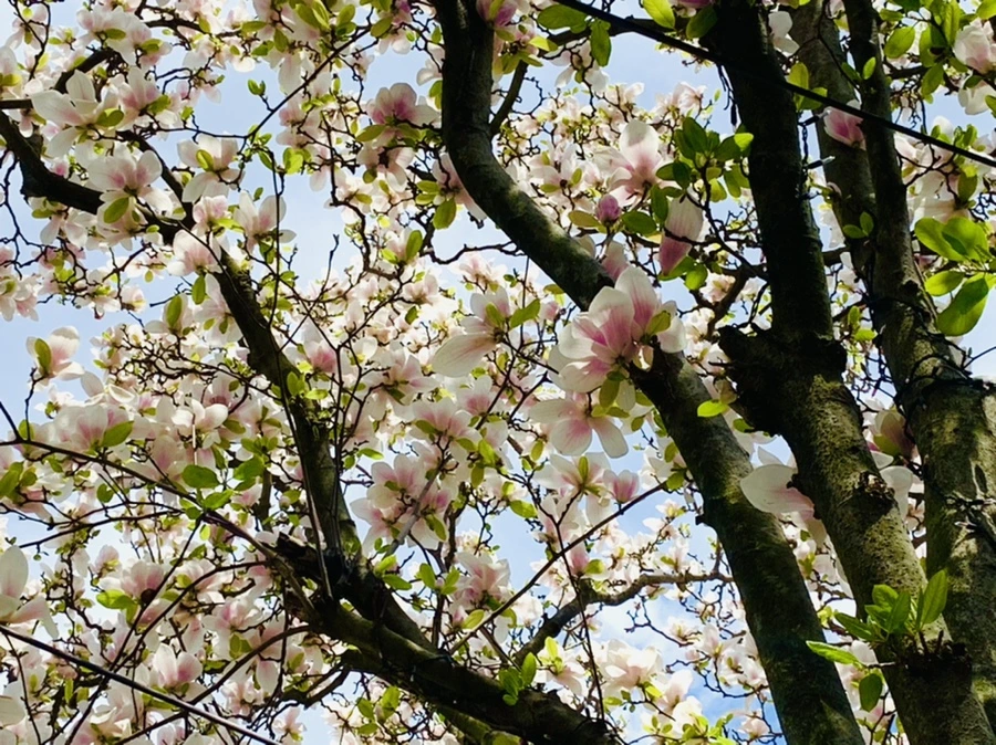 IMG_3886.jpg?type=w966