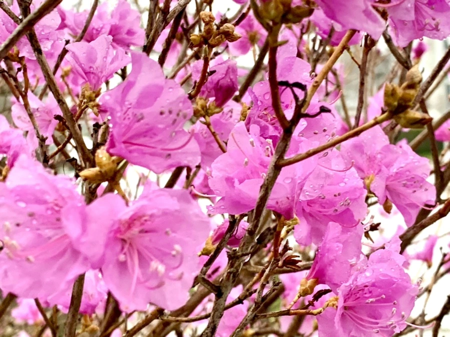 IMG_4929.jpg?type=w966