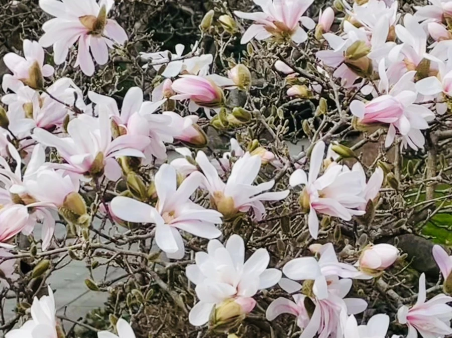 IMG_6700.jpg?type=w966