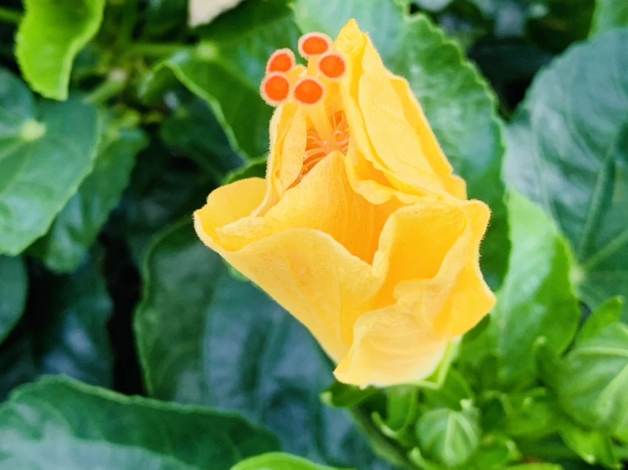 IMG_8209.jpg?type=w966