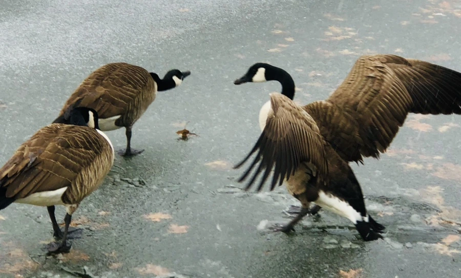 IMG_6001.jpg?type=w966