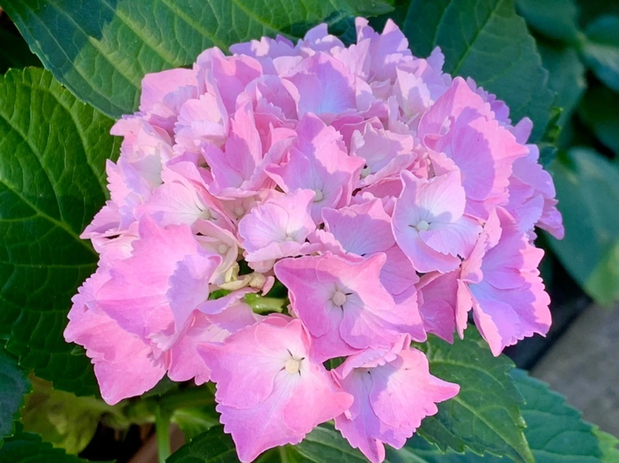 IMG_6245.jpg?type=w966