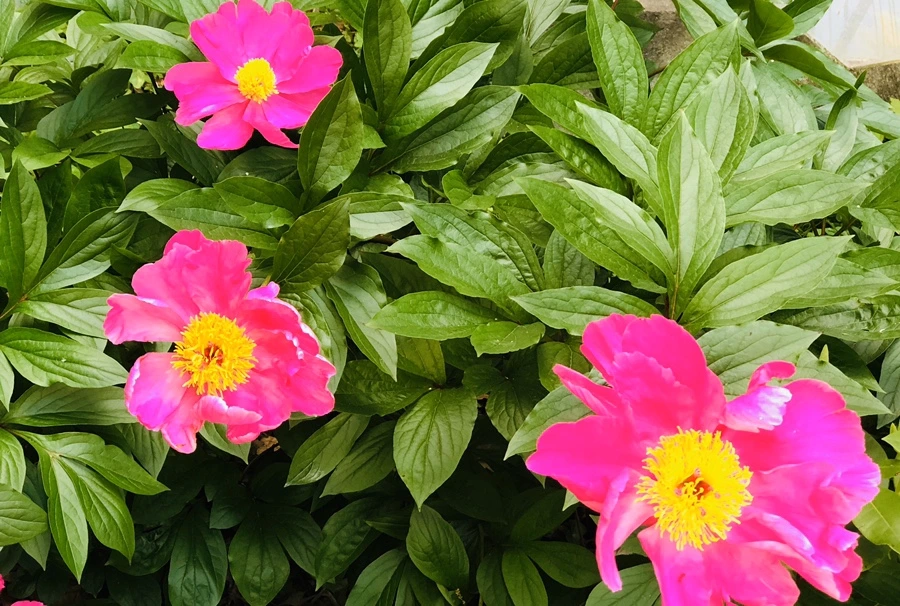 IMG_7672.jpg?type=w966