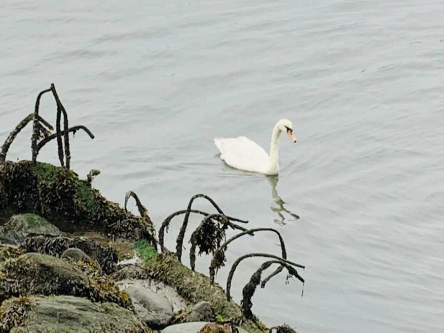 IMG_5157.jpg?type=w966