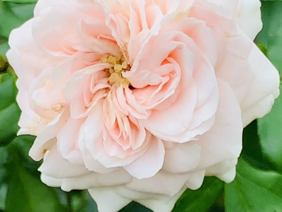 IMG_6937.jpg?type=w966