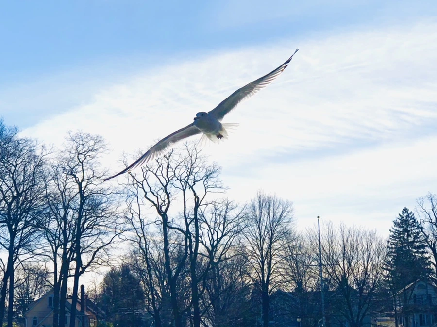 IMG_5388.jpg?type=w966