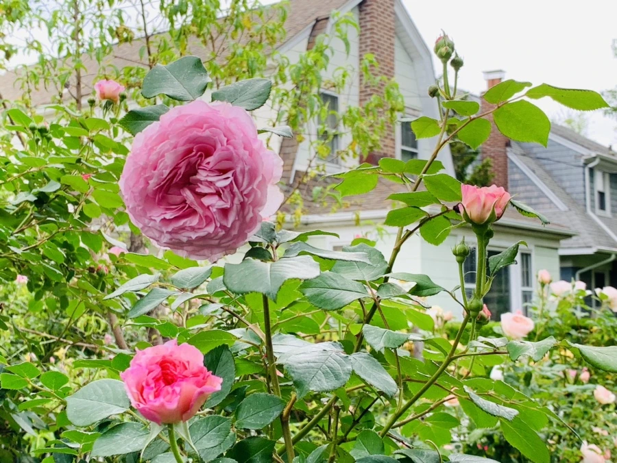 IMG_6030.jpg?type=w966