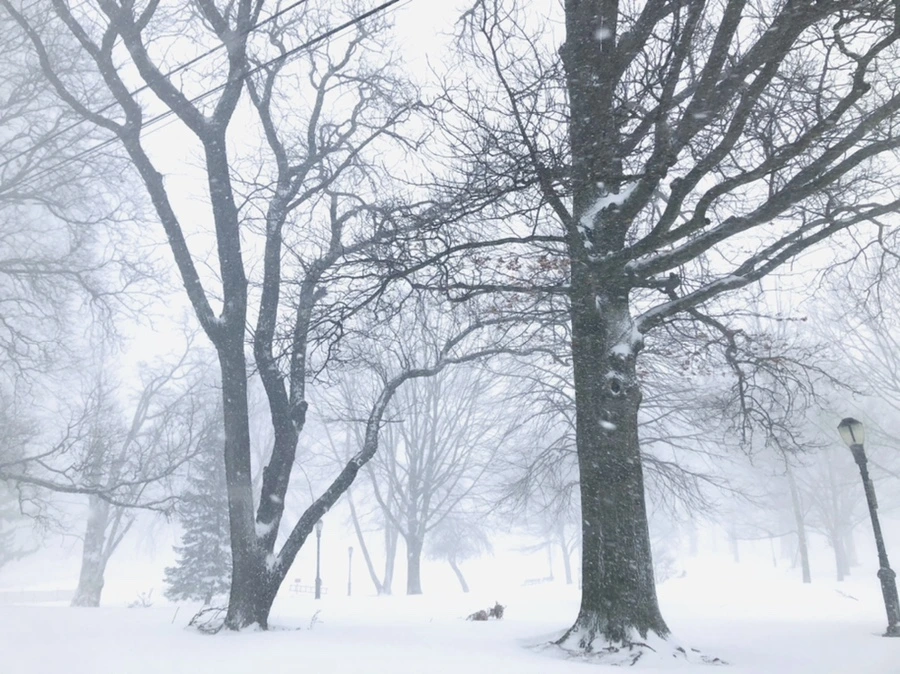 IMG_8794.jpg?type=w966