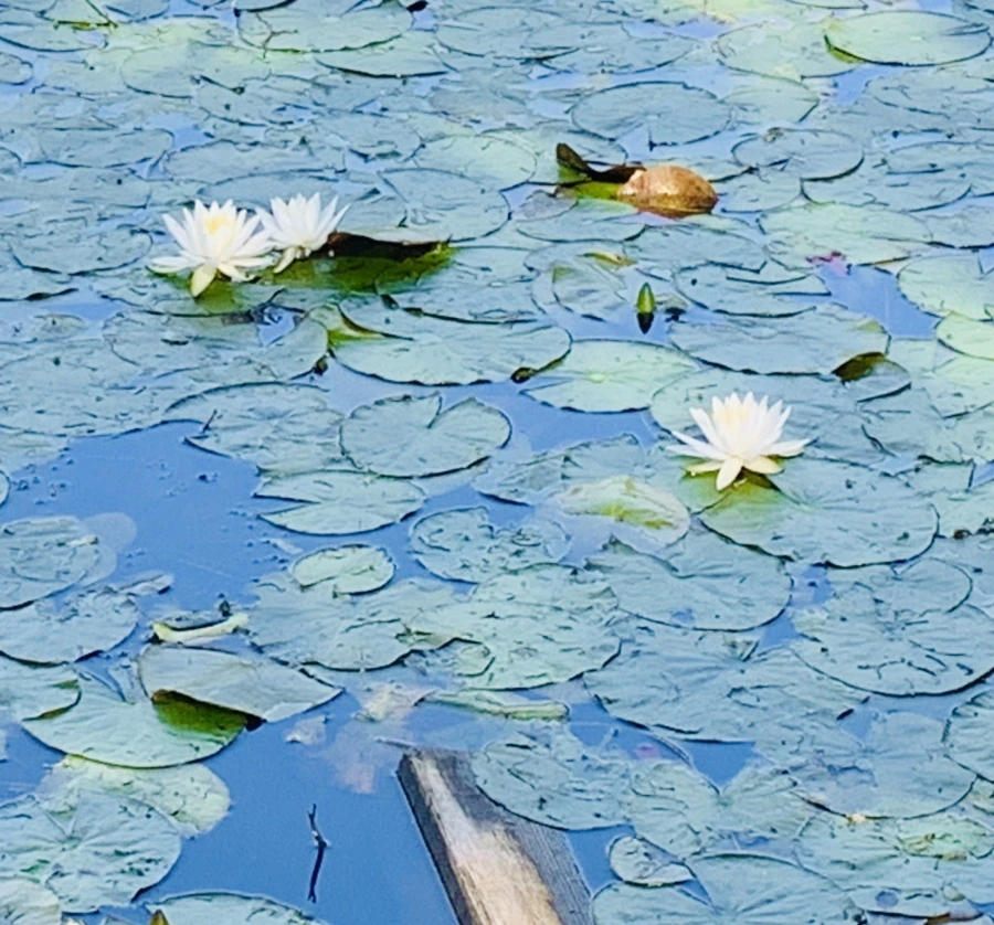 IMG_1208.jpg?type=w966