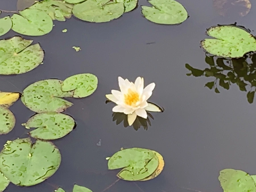 IMG_4439.jpg?type=w966