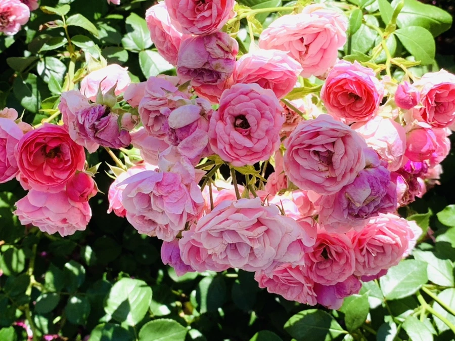 IMG_4160.jpg?type=w966