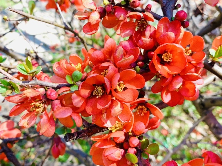 IMG_8499.jpg?type=w966