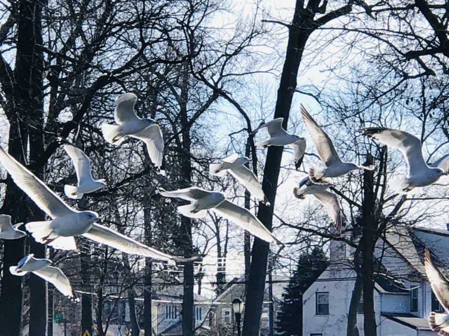 IMG_7285.jpg?type=w966