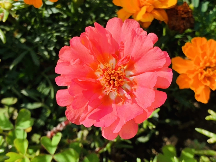 IMG_6682.jpg?type=w966