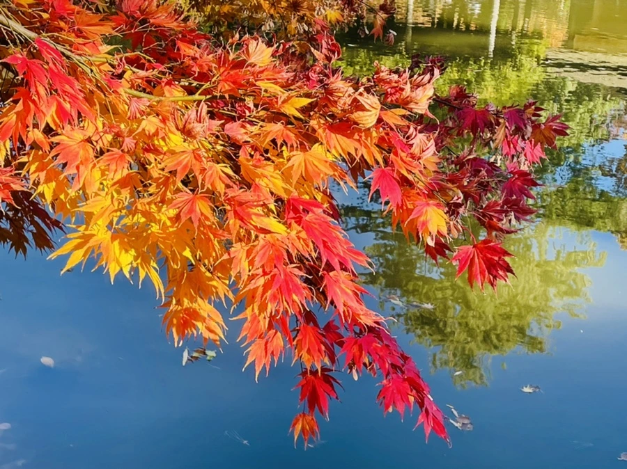 IMG_3118.jpg?type=w966