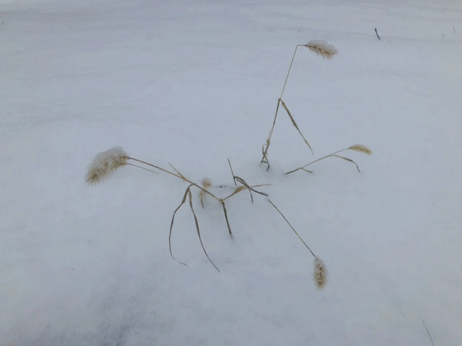 IMG_3335.jpg?type=w966