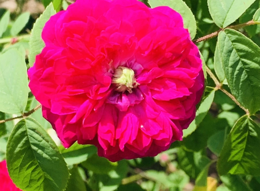 IMG_4309.jpg?type=w966