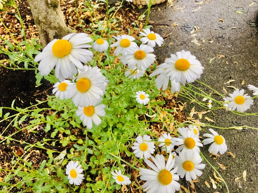 IMG_8121.jpg?type=w966