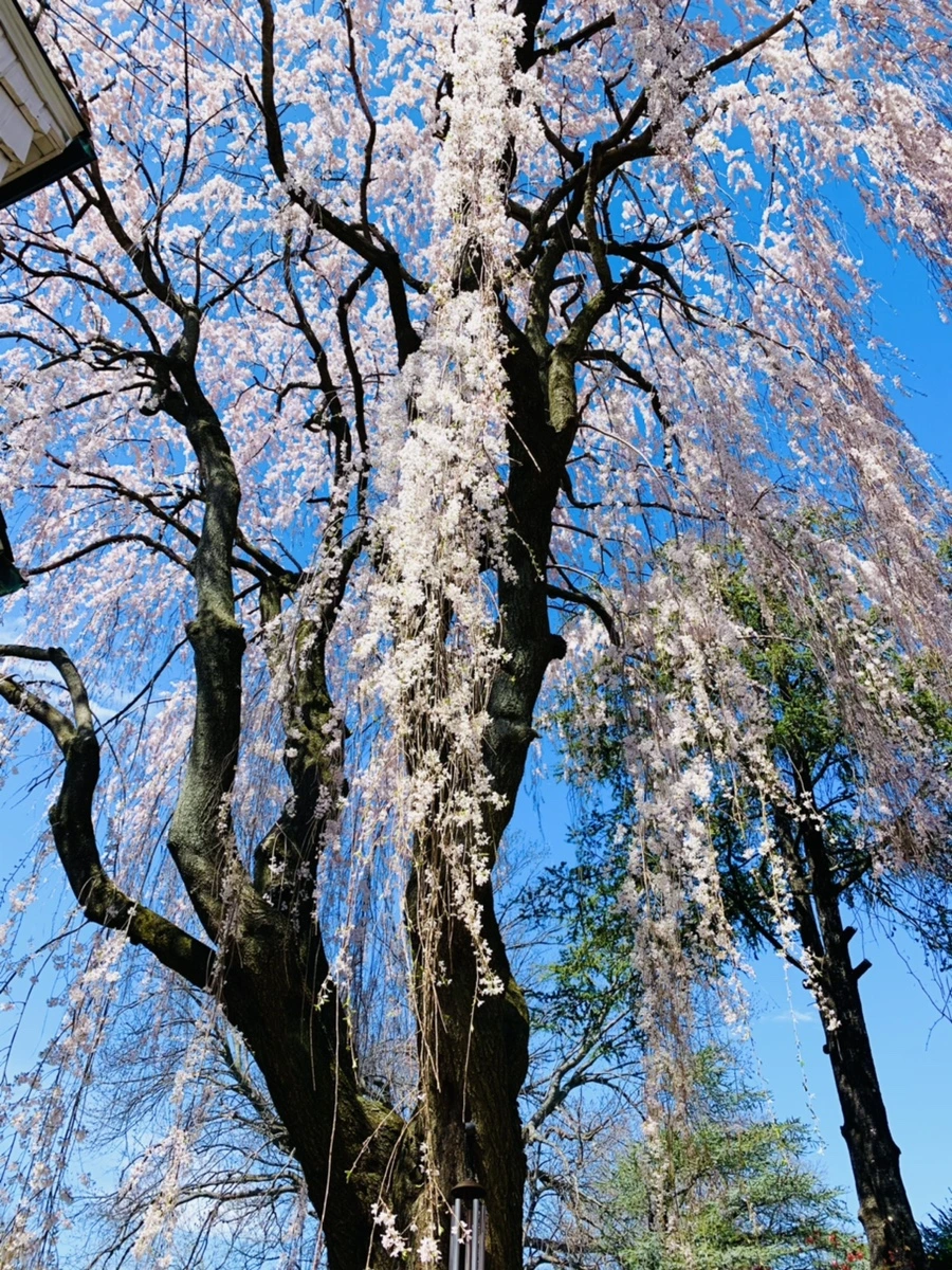 IMG_8533.jpg?type=w966