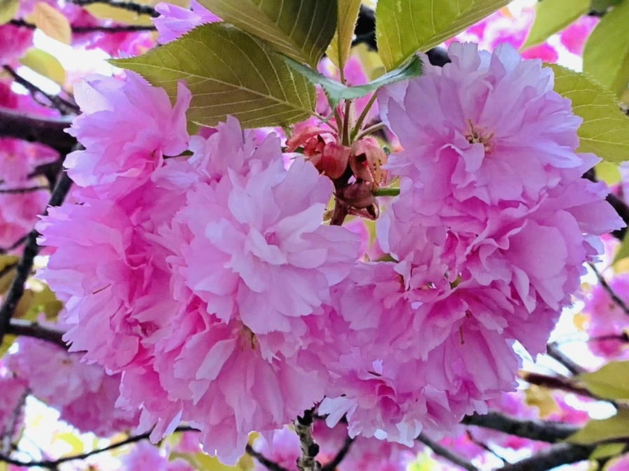 IMG_7355.jpg?type=w966