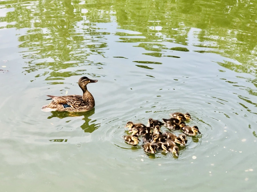 IMG_0409.jpg?type=w966