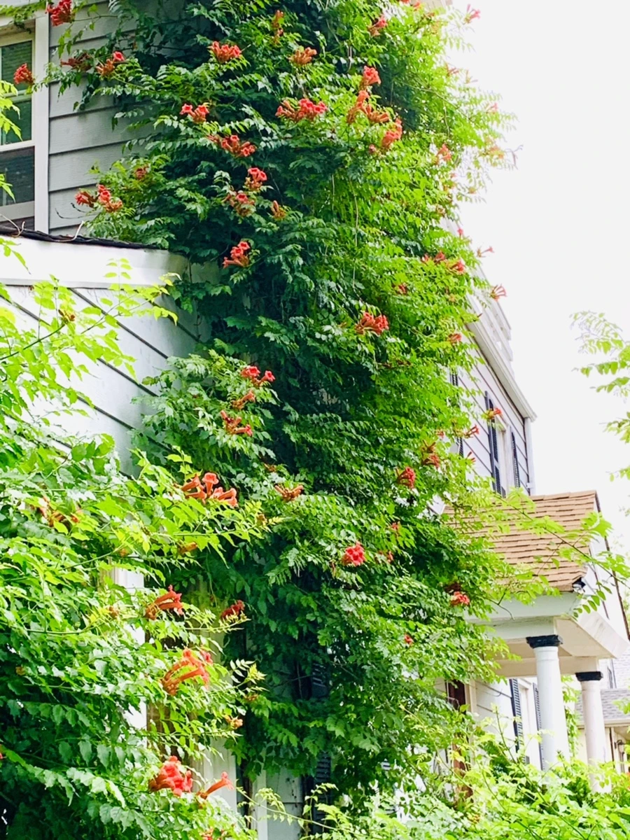 IMG_7151.jpg?type=w966