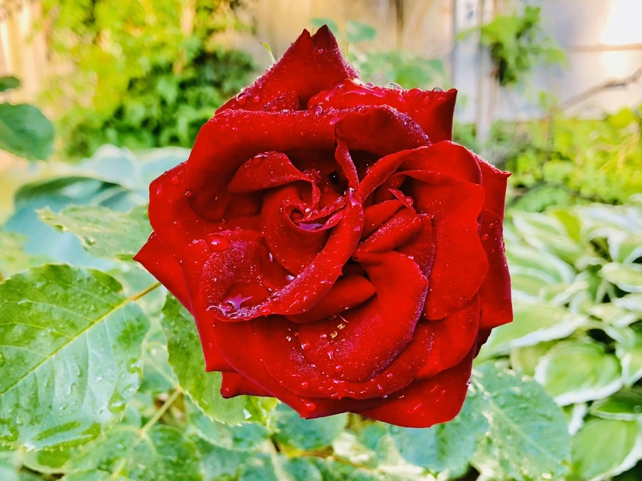 IMG_8066.jpg?type=w966