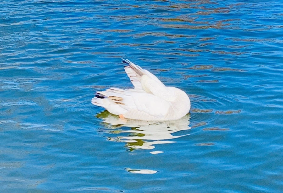 IMG_8910.jpg?type=w966